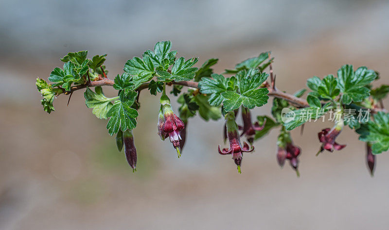 Ribes roezlii是一种北美醋栗品种，俗称塞拉醋栗。红杉国家公园位于加州内华达山脉